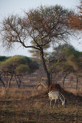 _DSC2008.jpg