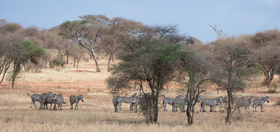 Tarangire National Park