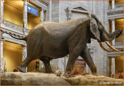 Washington DC - Smithsonian National Museum of Natural History 