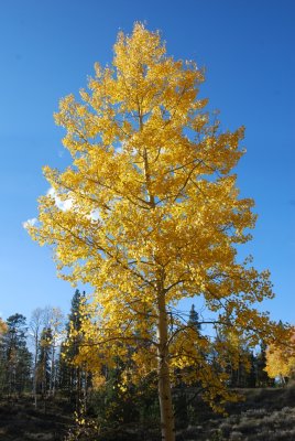 DSC_2533.JPG