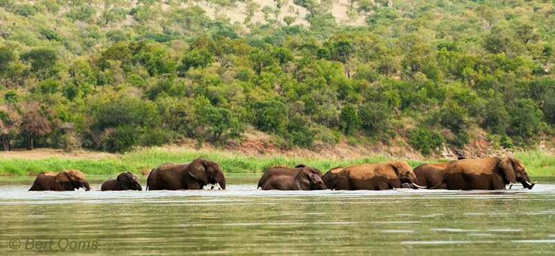 Elephants Phongolo river Pongola Nature reserve PSLR -8949.jpg