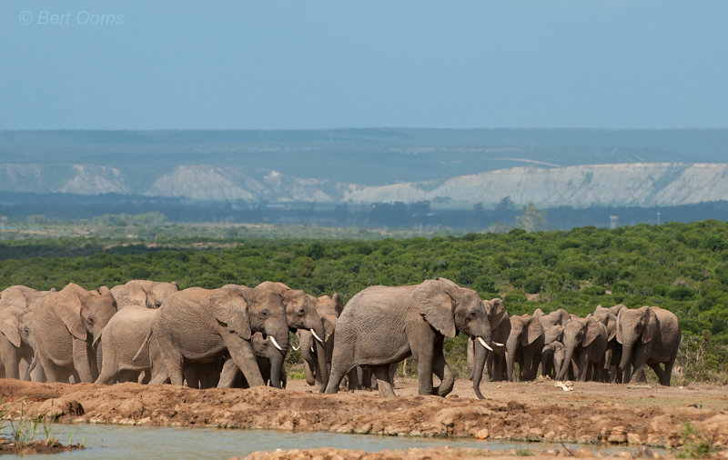 African Elephant PSLR-2082.jpg