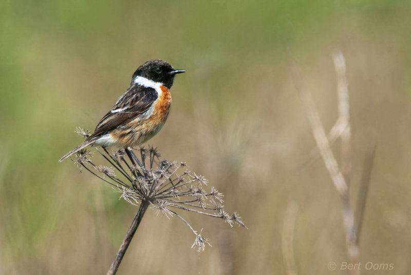 Roodborsttapuit - Stonechat  PSLR-4121.jpg