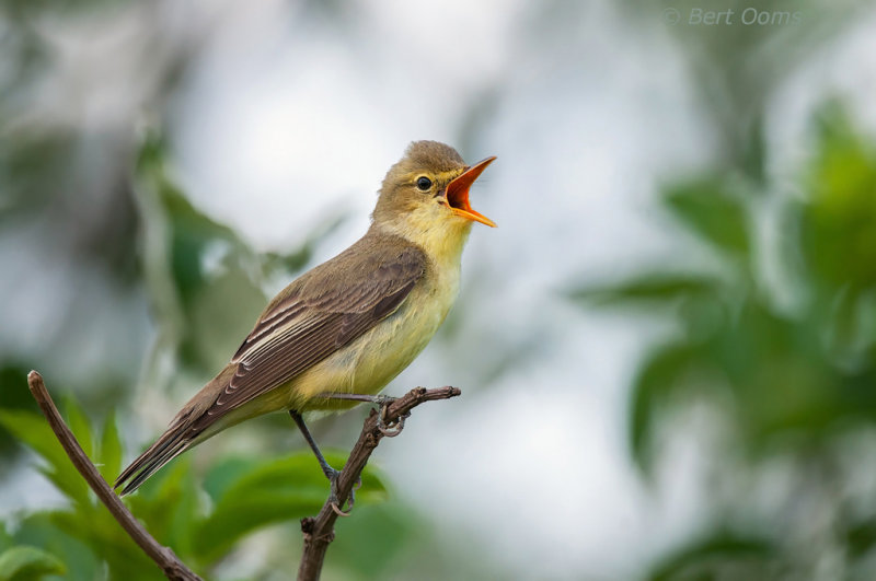 Icterine Warbler - PSLR-6699