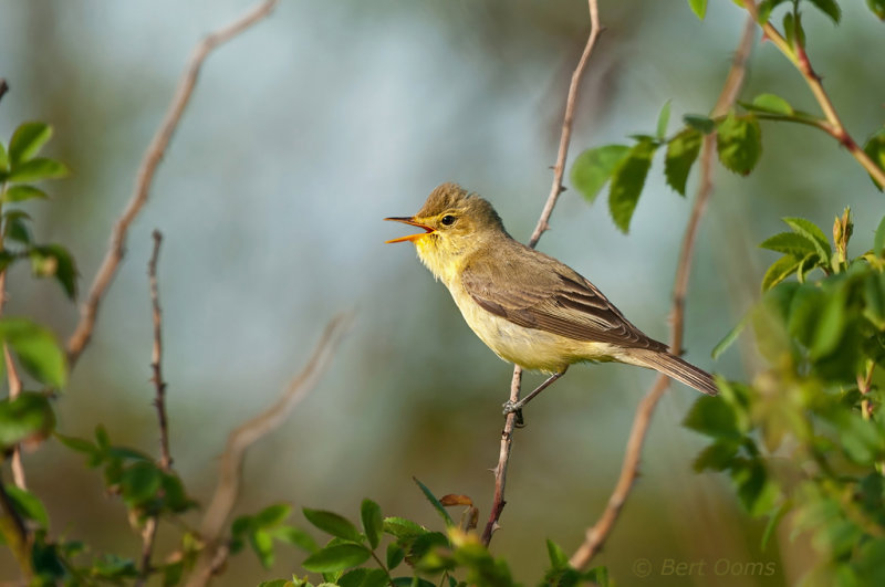 Hippolais icterina - Icterine Warbler - spotvogel PSLR-6611.jpg