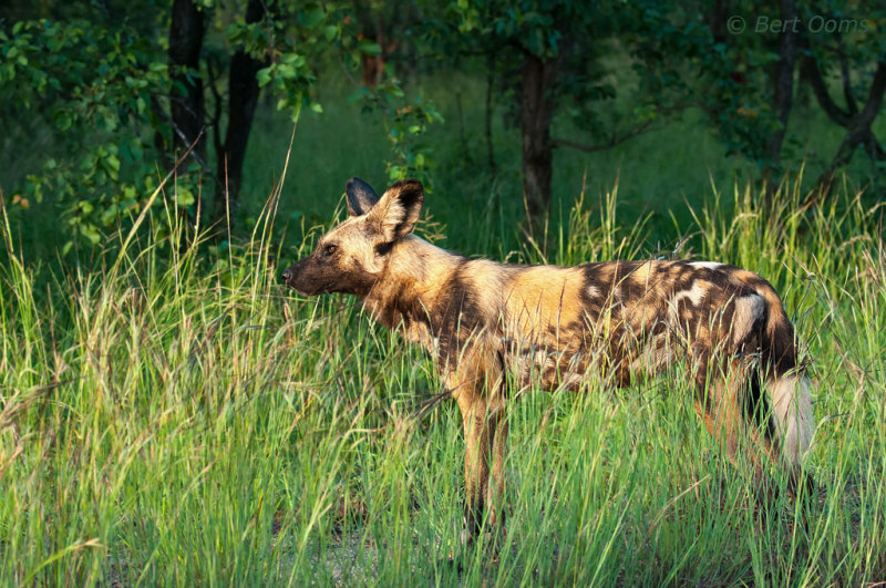 African Wild Dog -  hyenahond - Lycaon pictus  PSLR-1822.jpg