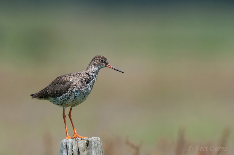 Tureluur - Common Redshank - Tringa totanus PSLR-6390.jpg