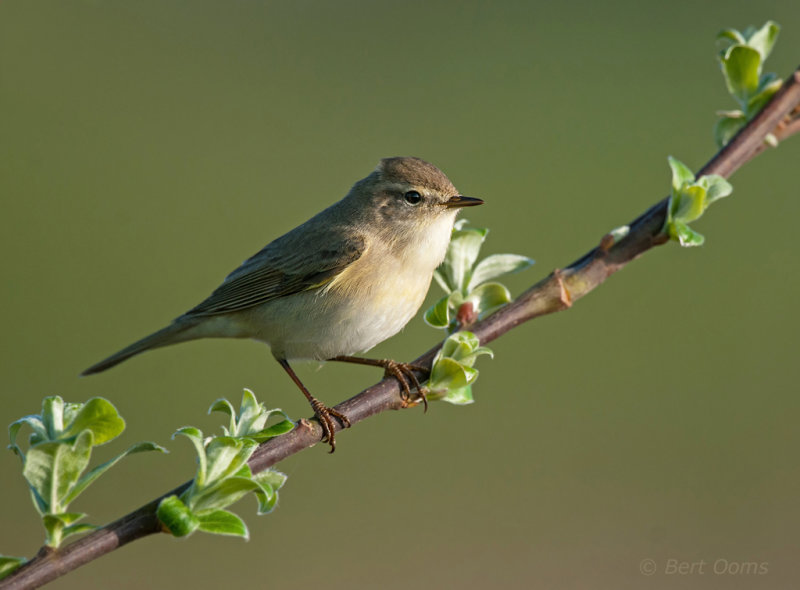 Phylloscopus trochilus - Willow Warbler - Fitis PSLR-3120