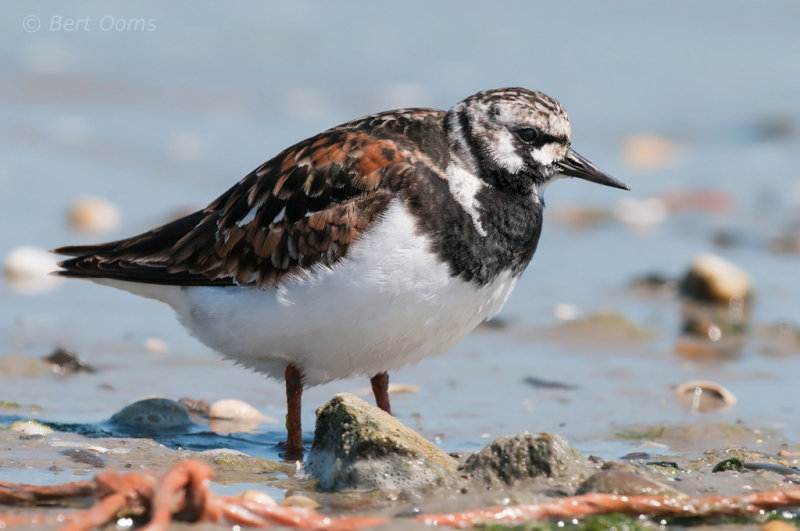 Steenloper - Turnstone PSLR-4840.jpg