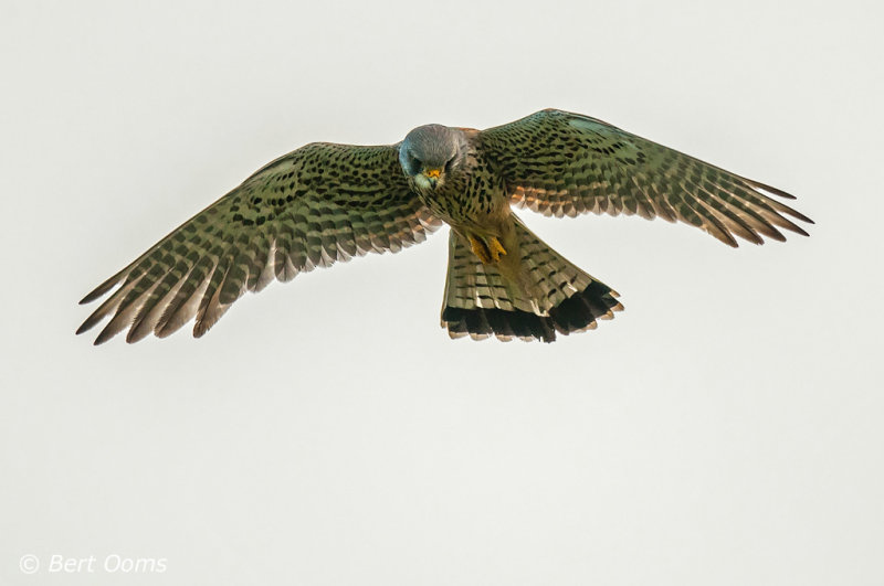 Torenvalk - Kestrel  Ameland PSLR-6578.jpg