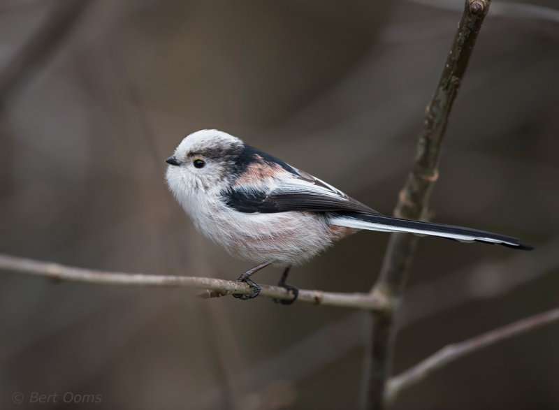 Staartmees - Long-tailed Tit PSLR-1724.jpg