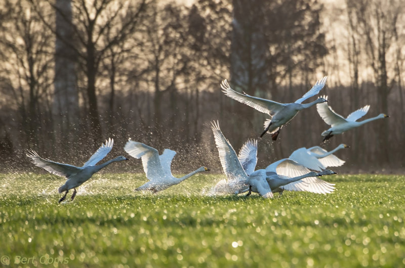 Wilde zwaan Bargerveen PSLR-2307.jpg