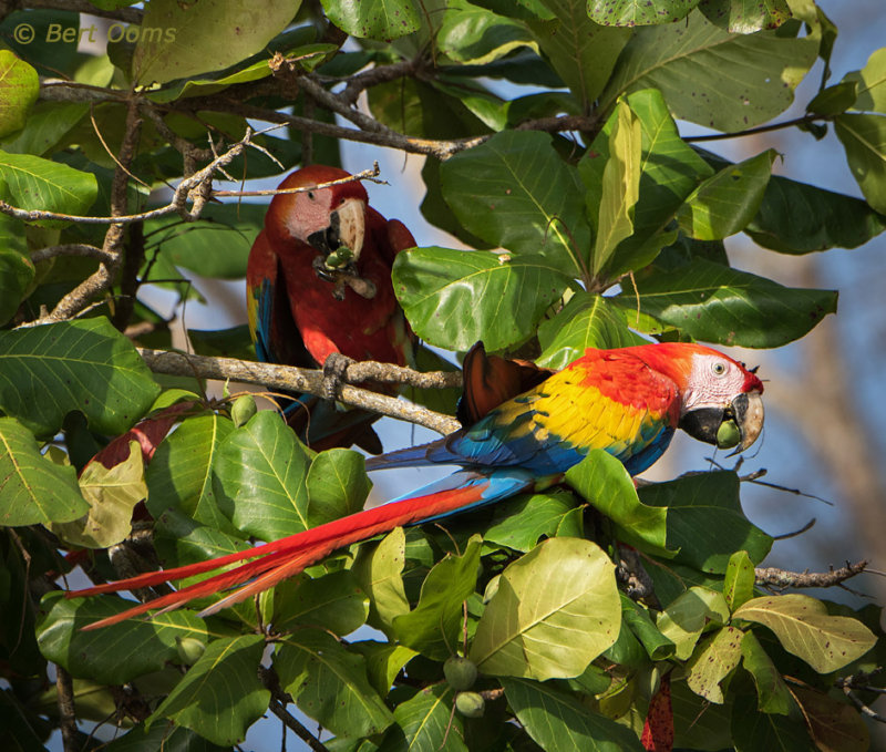 Scarlet Macaw Costa Rica PSLR-4369.jpg