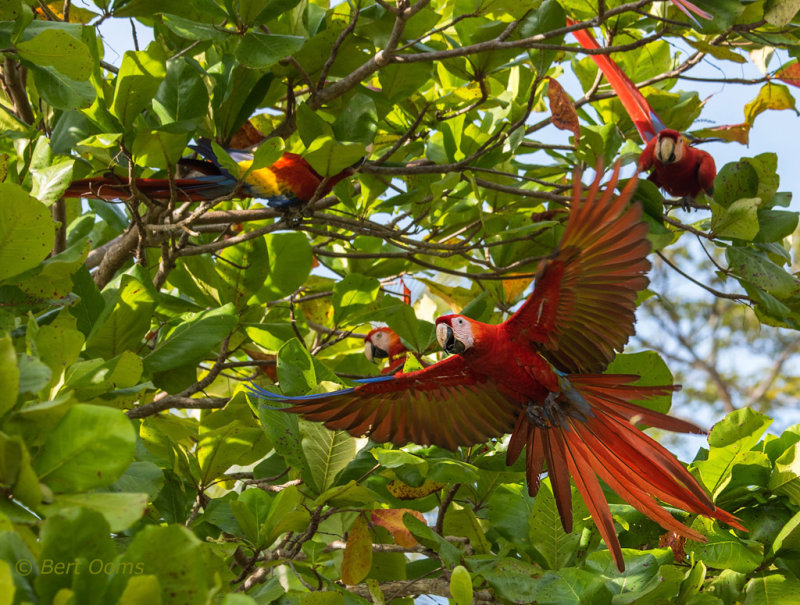Scarlet Macaw Costa Rica PSLR-4313.jpg