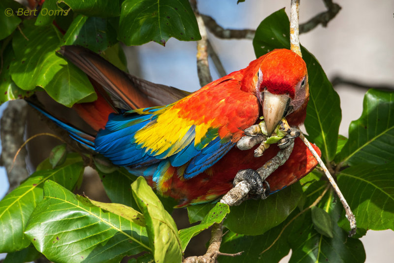 Scarlet Macaw PSLR-4364.jpg