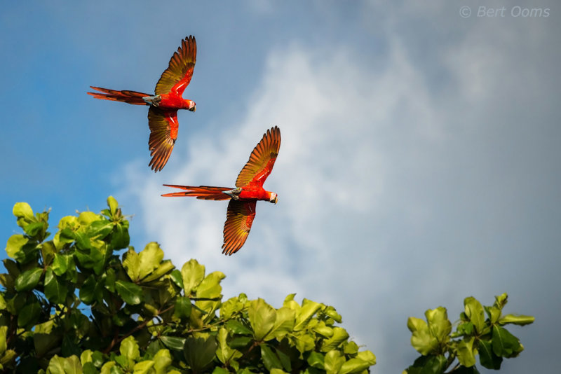 Scarlet Macaw PSLR-4000.jpg