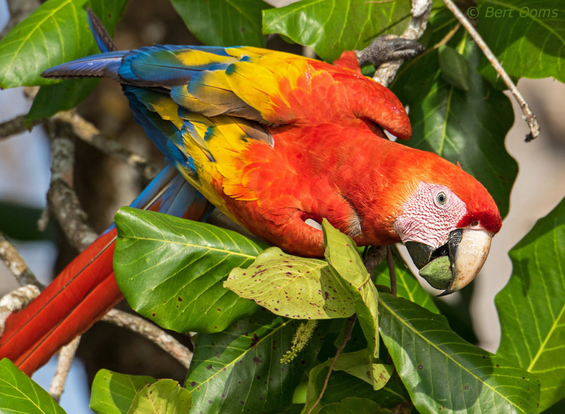 Scarlet Macaw PSLR-4366.jpg