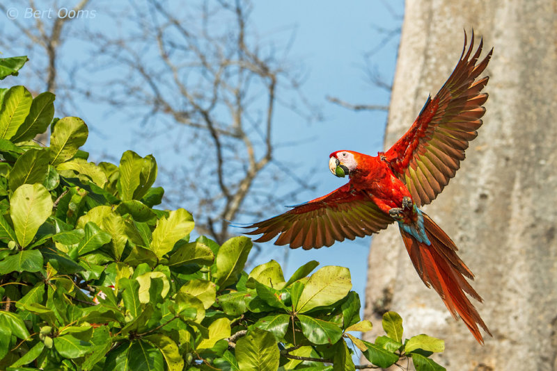Scarlet Macaw PSLR-4350.jpg