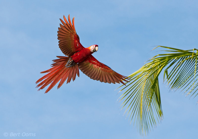 Scarlet Macaw - Costa Rica PSLR-4376.jpg