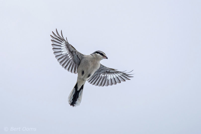 Lanius excubitor – Great Grey Shrike - Klapekster PSLR-2936.jpg