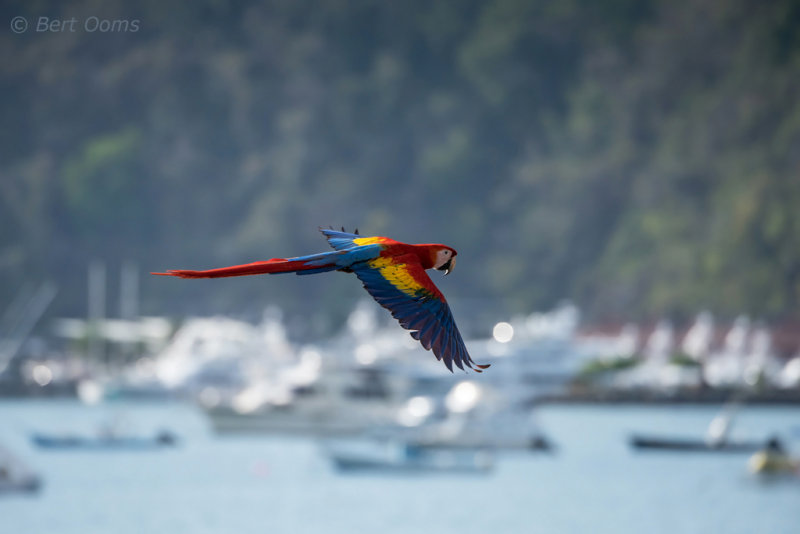 Scarlet Macaw PSLR-4325.jpg