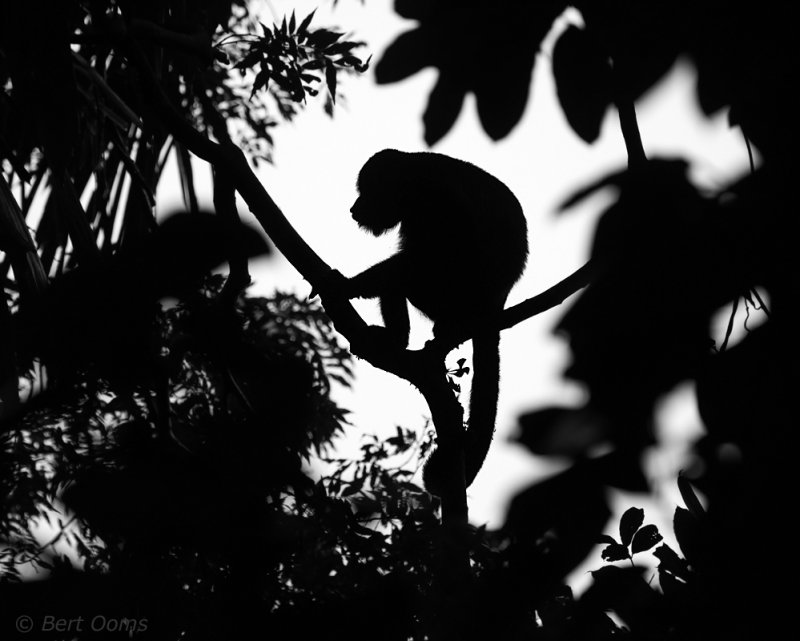 Mantled Howler Monkey - Costa Rica PSLR-3620.jpg