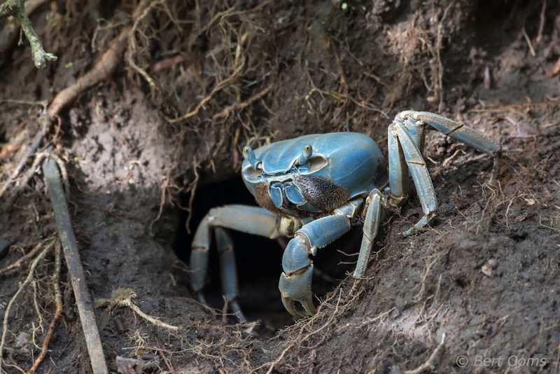 Blue land crab - Costa Rica PSLR-3094.jpg