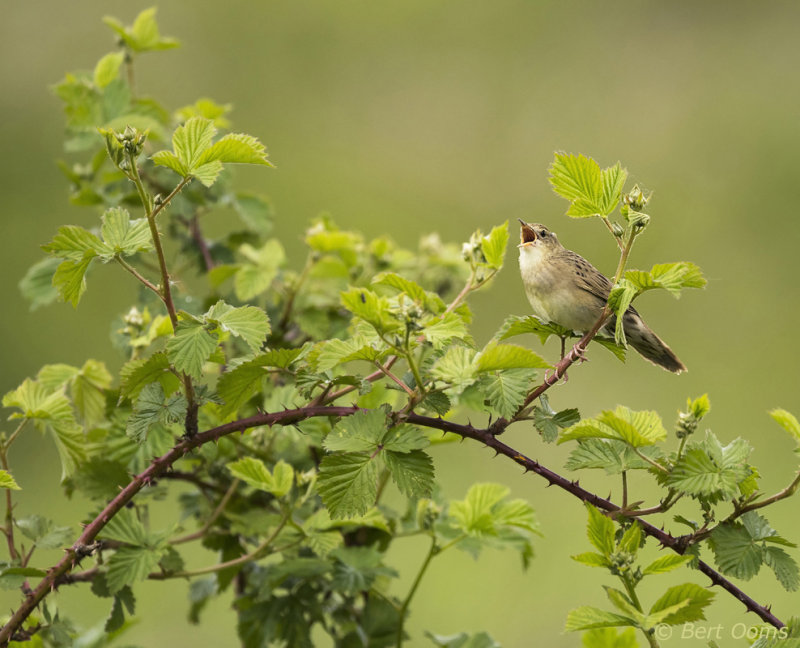 Common Grasshopper Warbler PSKLR-6194.jpg