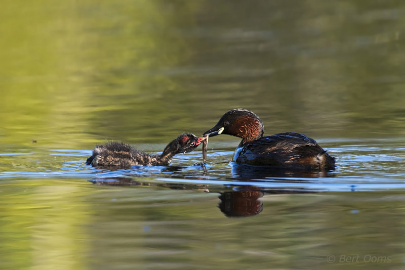 Little Grebe PSLR-8276.jpg