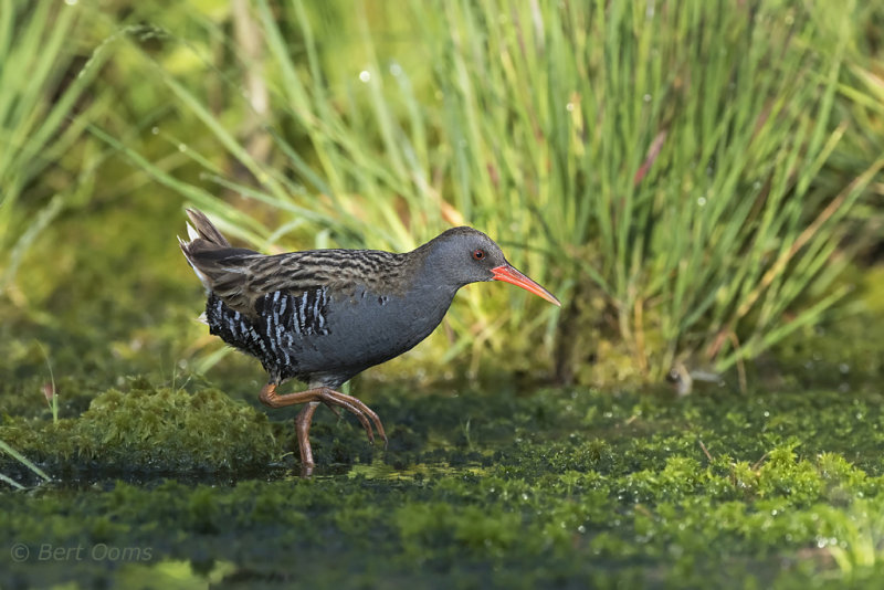 Water Rail KPSLR-8507