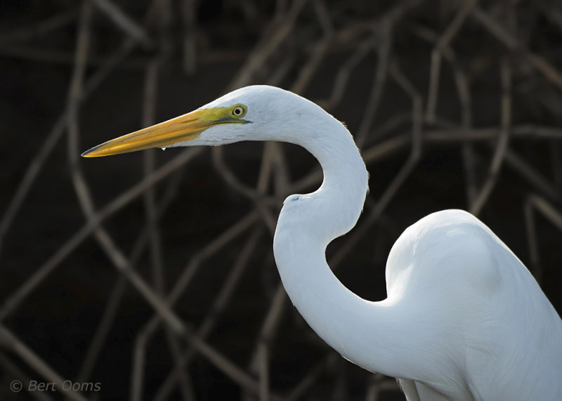 Great Egret PSLR-4151 NiS.jpg