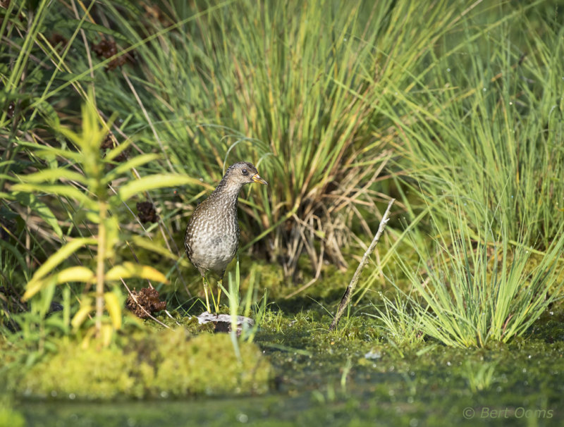 Spotted Crake - Porseleinhoen KPSLR-8511.jpg