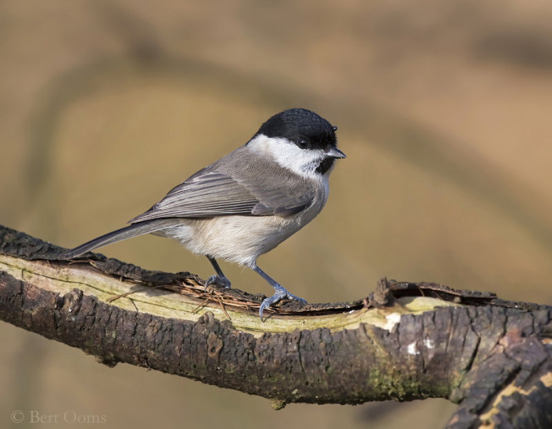 Marsh Tit  PSLR-0094 NiS.jpg