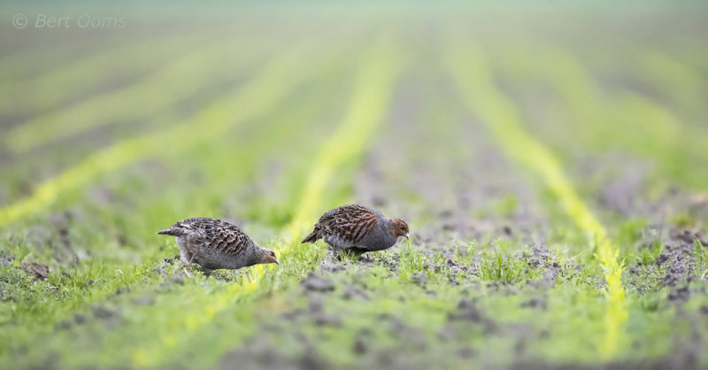 Patrijs - Grey Partridge PSLR-6083.jpg