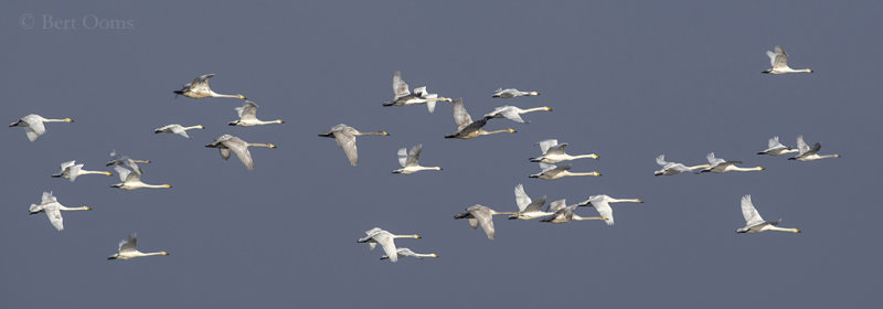 Whooper and Berwick's Swans PSLR-9991 NiS.jpg