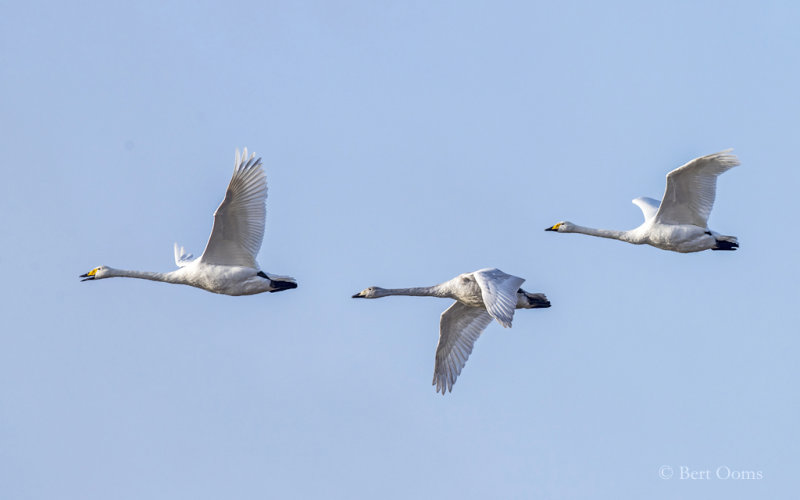 Whooper Swan PSLR-9997.jpg