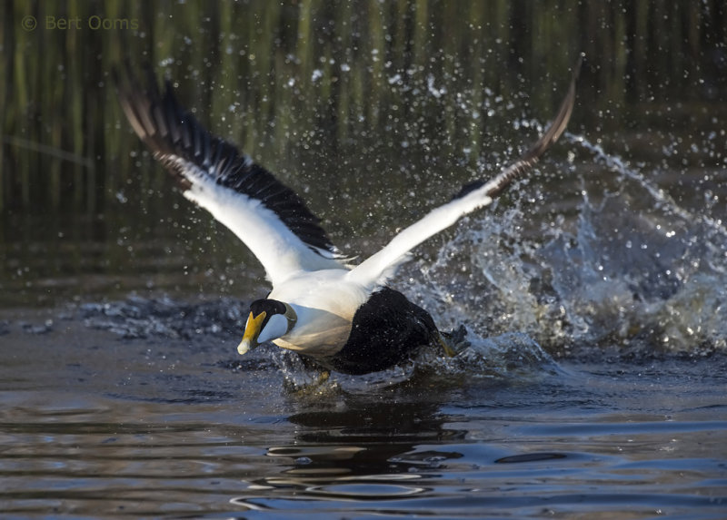 Eider Ameland PSLR-5611.jpg