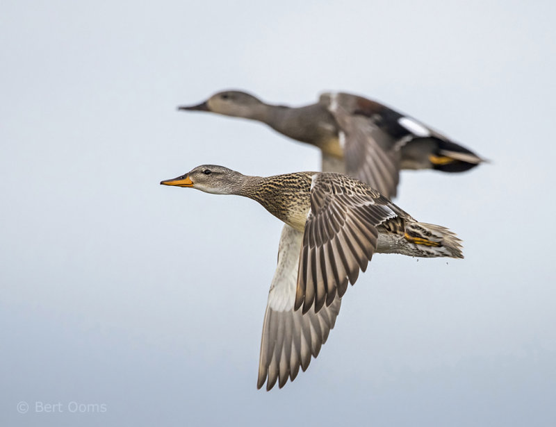 Gadwall - Krakeend PSLR-5202