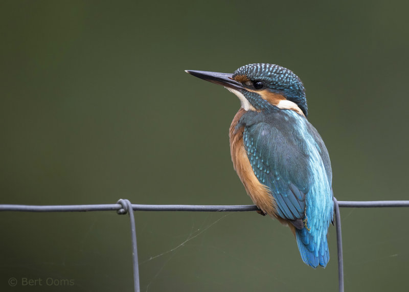 IJsvogel - kingfisher PSLR-8826