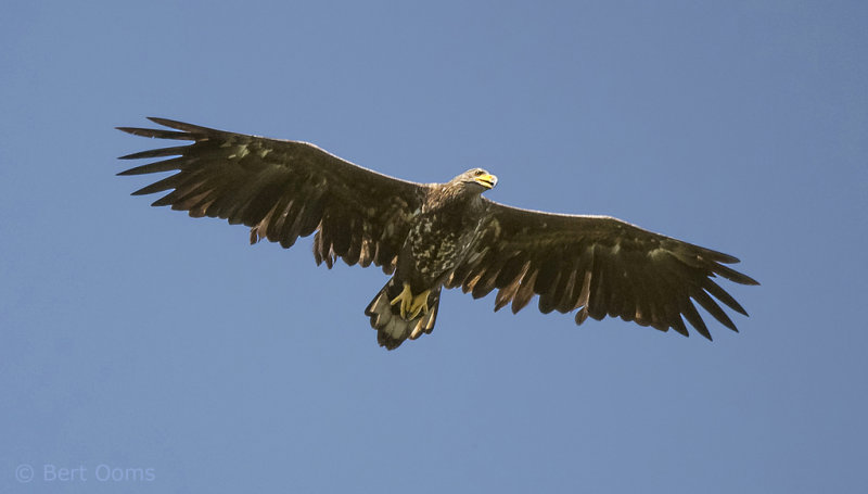 Zeearend - White-tailed eagle PSLR-8852