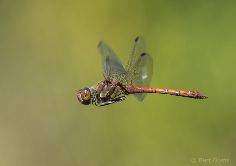 Bruinrode heidelibel - Common darter PSLR-8910