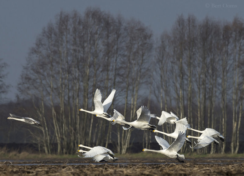 Wilde zwaan en kleine zwaan - Whooper and Berwick's Swans PSLR-9975