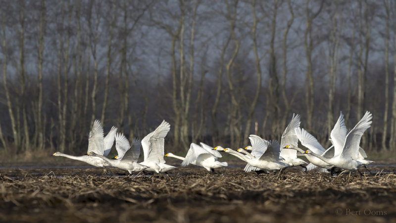 Wilde zwaan en kleine zwaan - Whooper and Berwick's Swans PSLR-9973