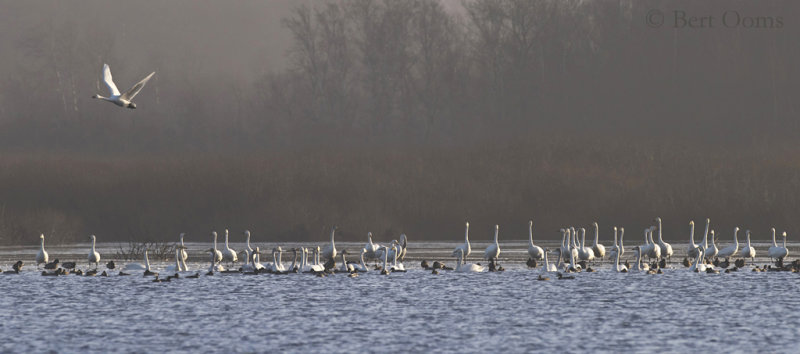 Kleine zwaan en wilde zwaan Bewick's Swan and Whooper Swan KPSLR-9864.