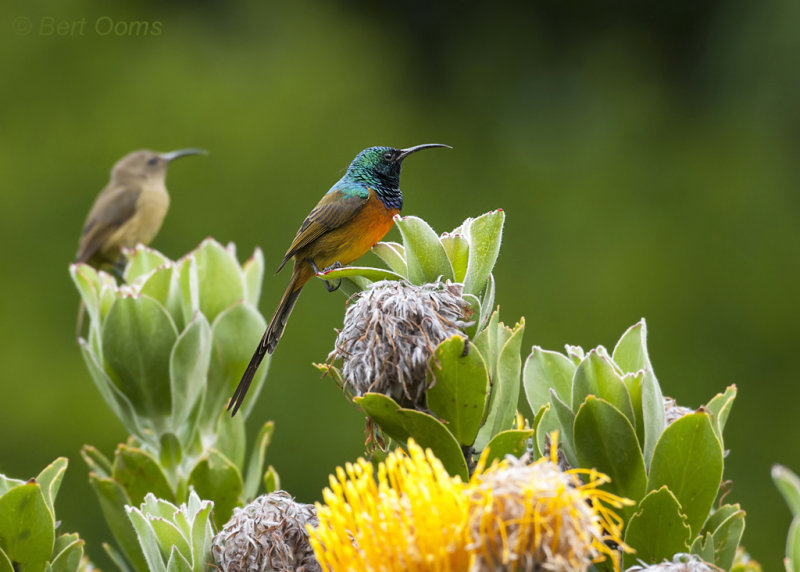 South Africa Sunbirds