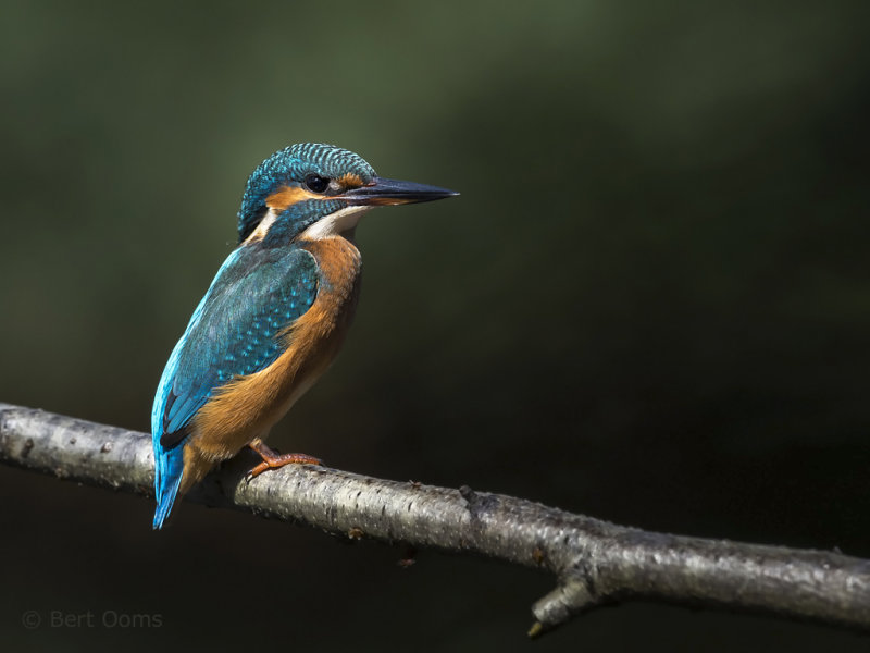 IJsvogel - Common kingfisher PSLR-8933 NiS