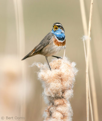 Luscinia svecica - Bluethroat - Blauwborst PSLR-3326