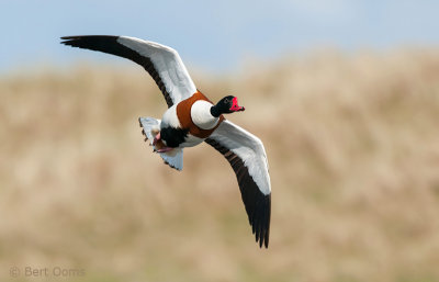 Shelduck - Bergeend Ameland PSLR-5037.jpg