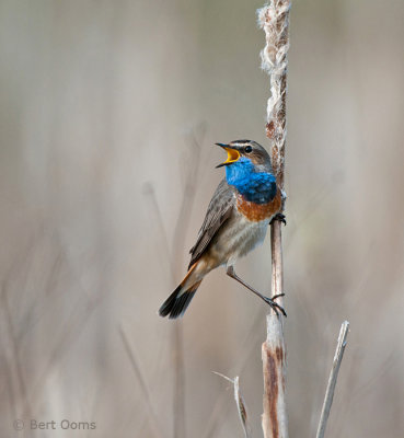 Luscinia svecica - Bluethroat - Blauwborst PSLR-6767.jpg