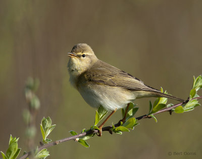 Phylloscopus trochilus - Willow Warbler - Fitis PSLR-6827.jpg